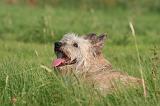 BOUVIER DES ARDENNES 408